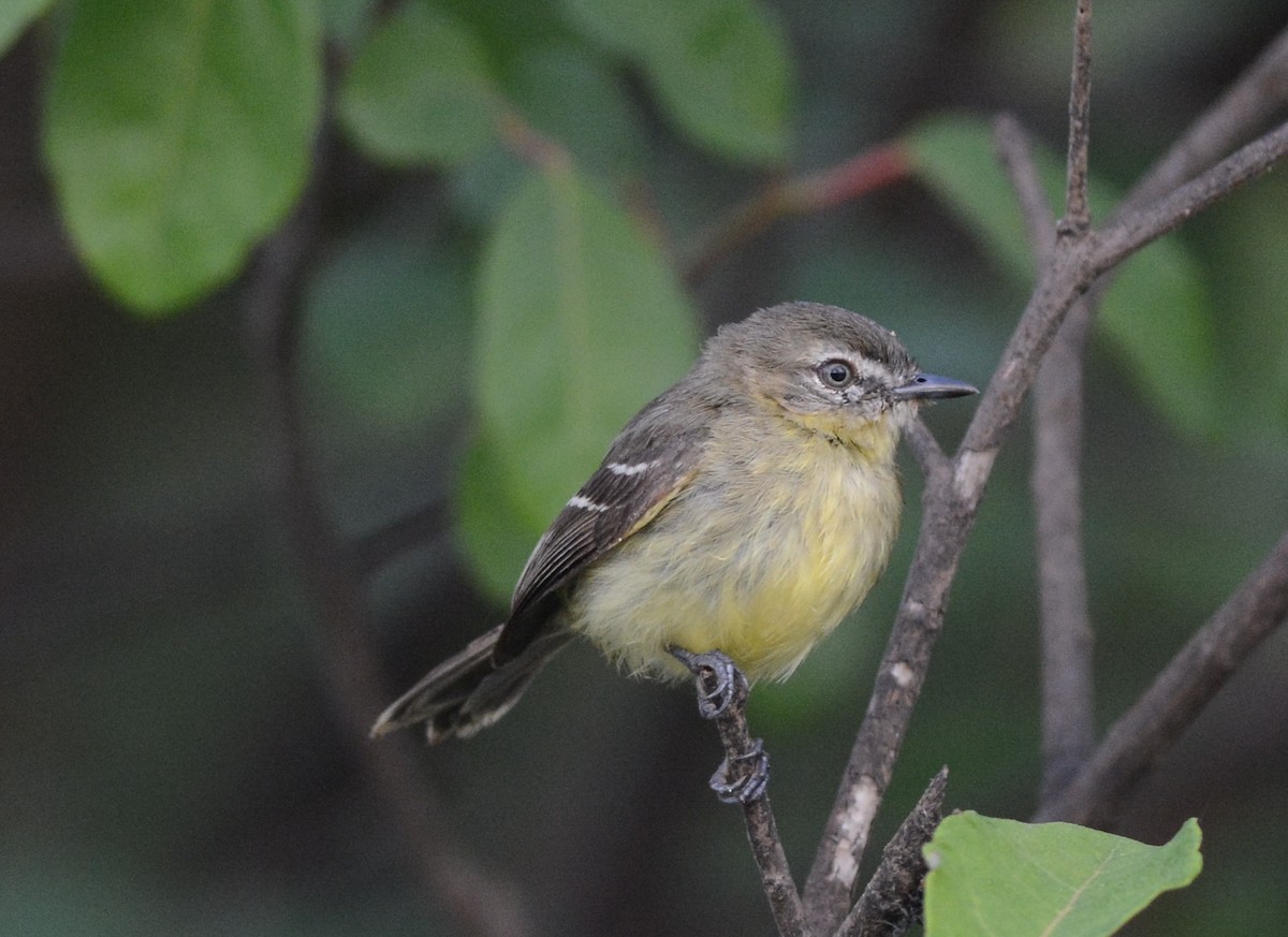 Amazonian Tyrannulet - Clive Harris