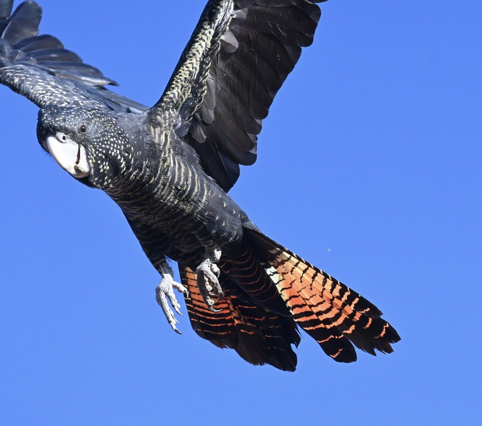 Red-tailed Black-Cockatoo - ML557884981