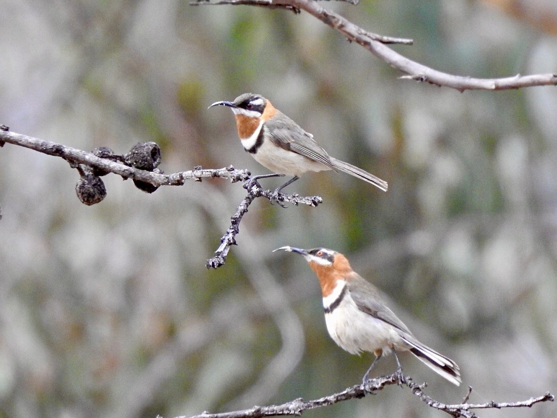 Western Spinebill - David Koch