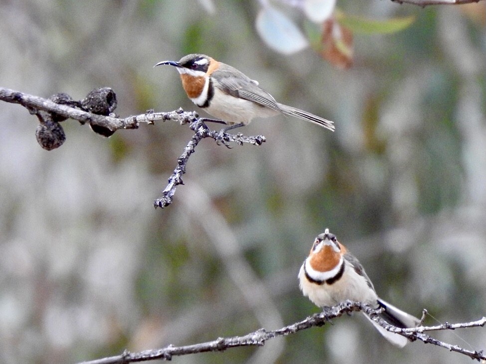 Western Spinebill - ML557887511