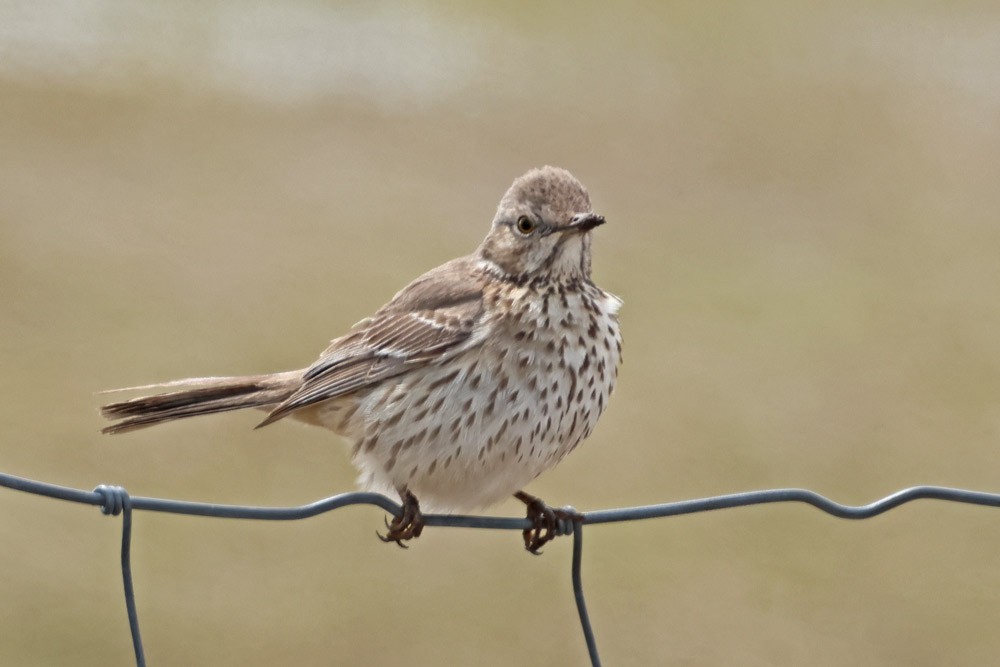 Sage Thrasher - ML557887611