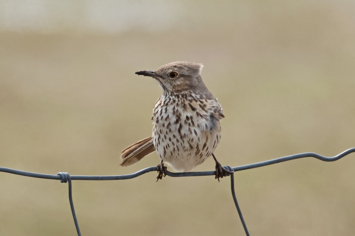 Sage Thrasher - ML557887621