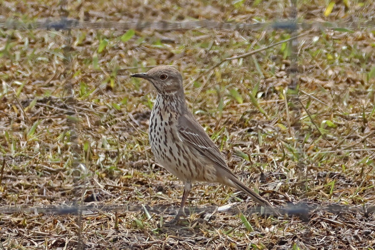 Sage Thrasher - ML557887631