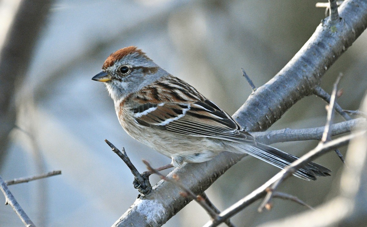 American Tree Sparrow - ML557887941