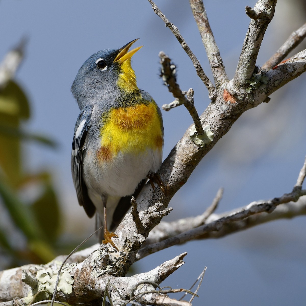 Northern Parula - ML557888021