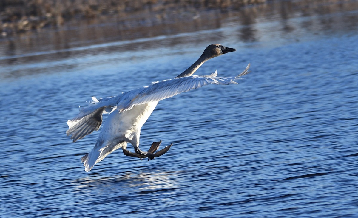 Trumpeter Swan - ML557888301