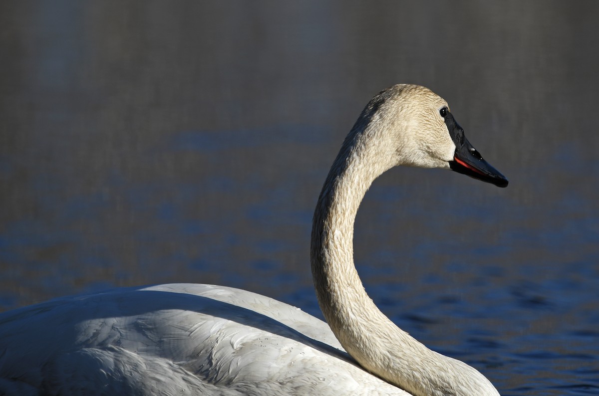 Trumpeter Swan - ML557888481