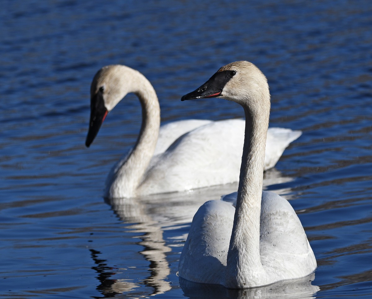 Trumpeter Swan - ML557888521