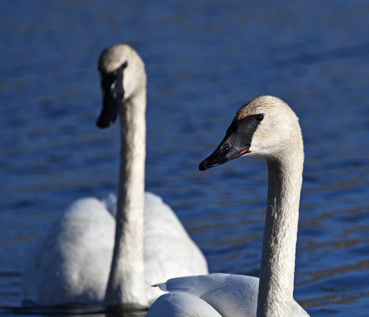 Trumpeter Swan - ML557888591