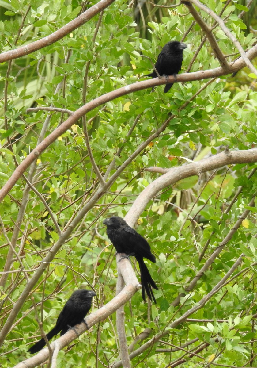 Smooth-billed Ani - ML55789051
