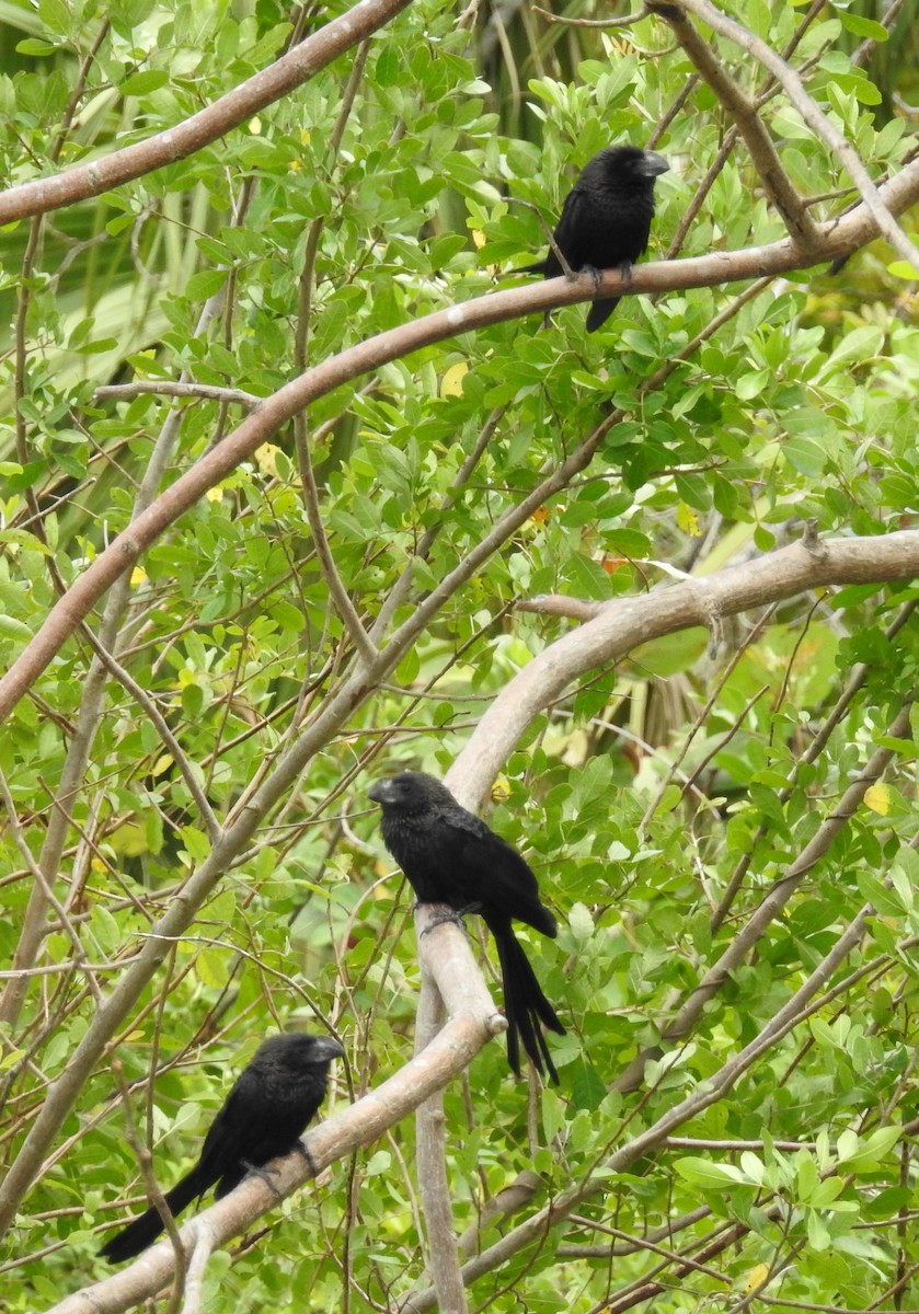 Smooth-billed Ani - ML55789051