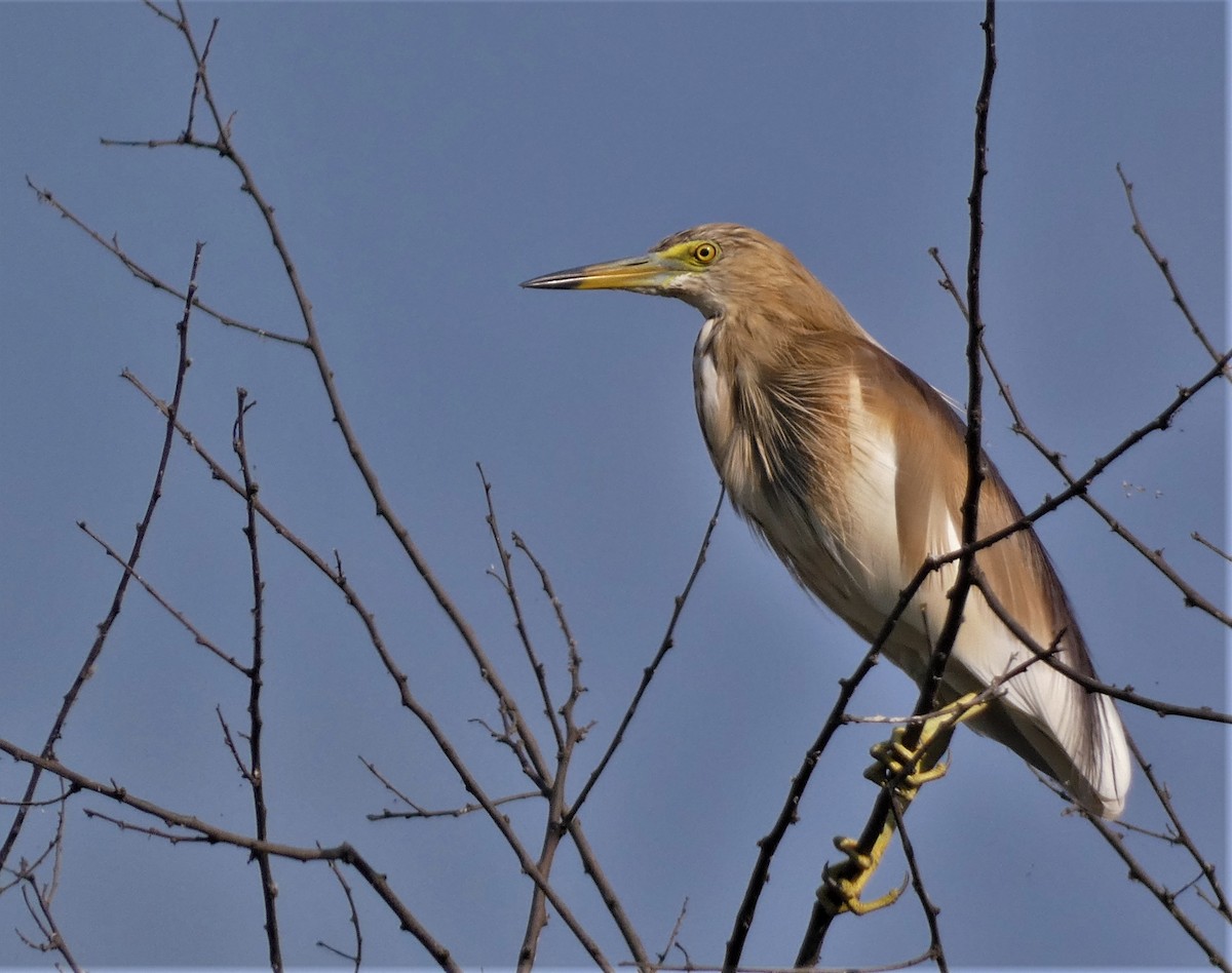 Indian Pond-Heron - ML557891221