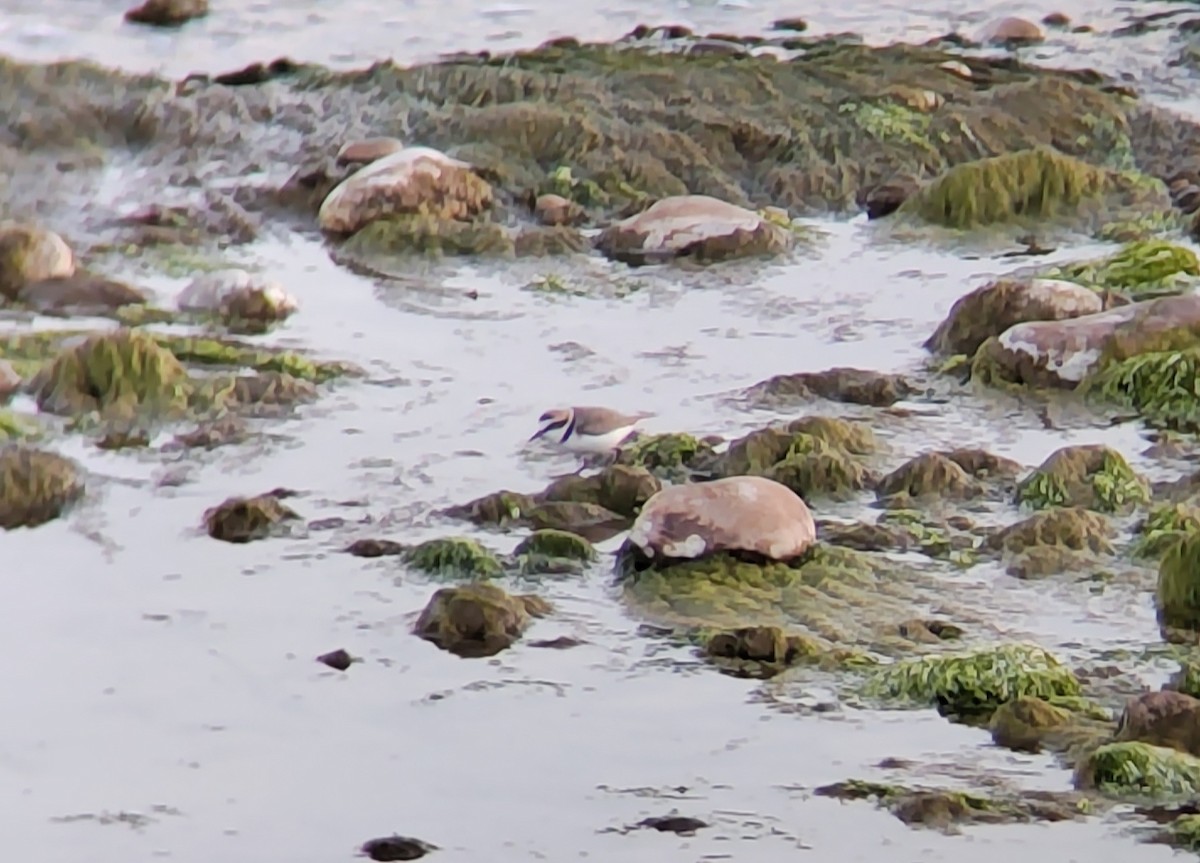 Kentish Plover - Pascual Monferrer Aguilella