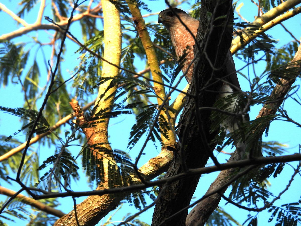 Cooper's Hawk - ML557892901