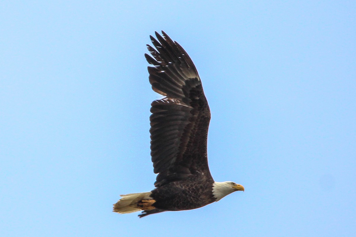 Bald Eagle - Sky Schipper