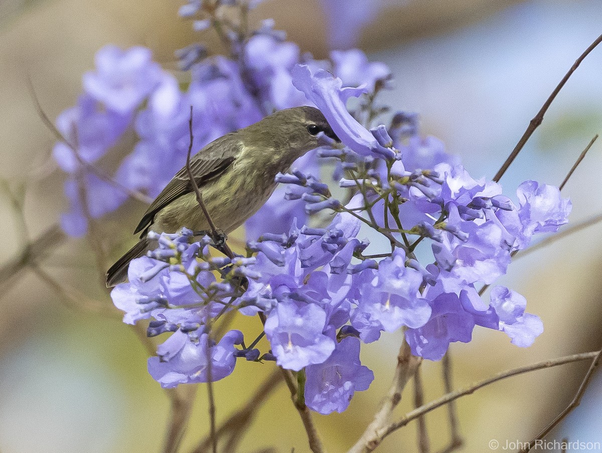 Amethyst Sunbird - John Richardson