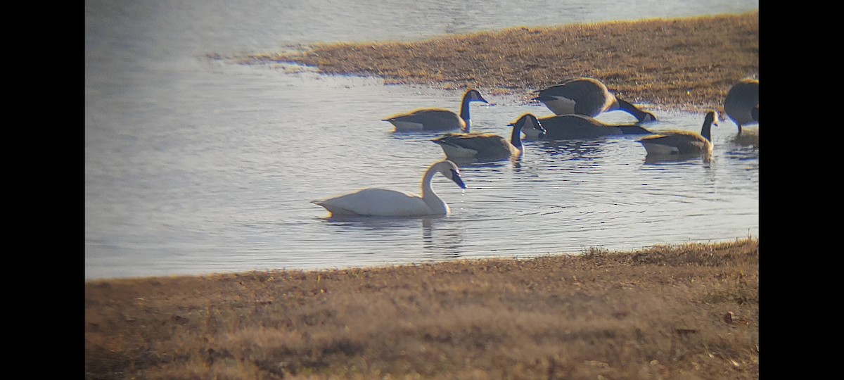 Tundra Swan - ML557893411