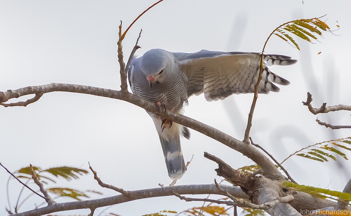 Lizard Buzzard - ML557893501