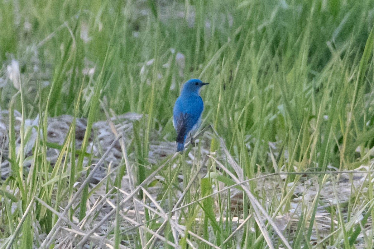 Mountain Bluebird - ML557894511