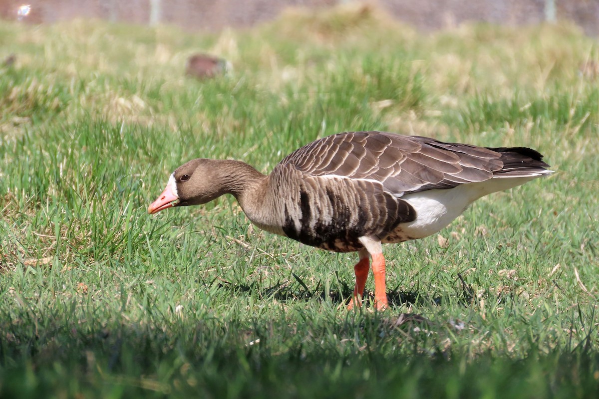 Greater White-fronted Goose - ML557895701