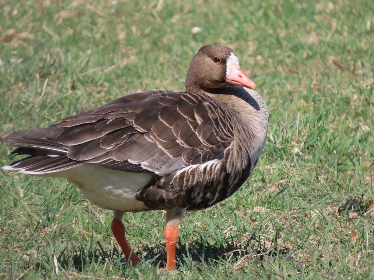 Greater White-fronted Goose - ML557895841