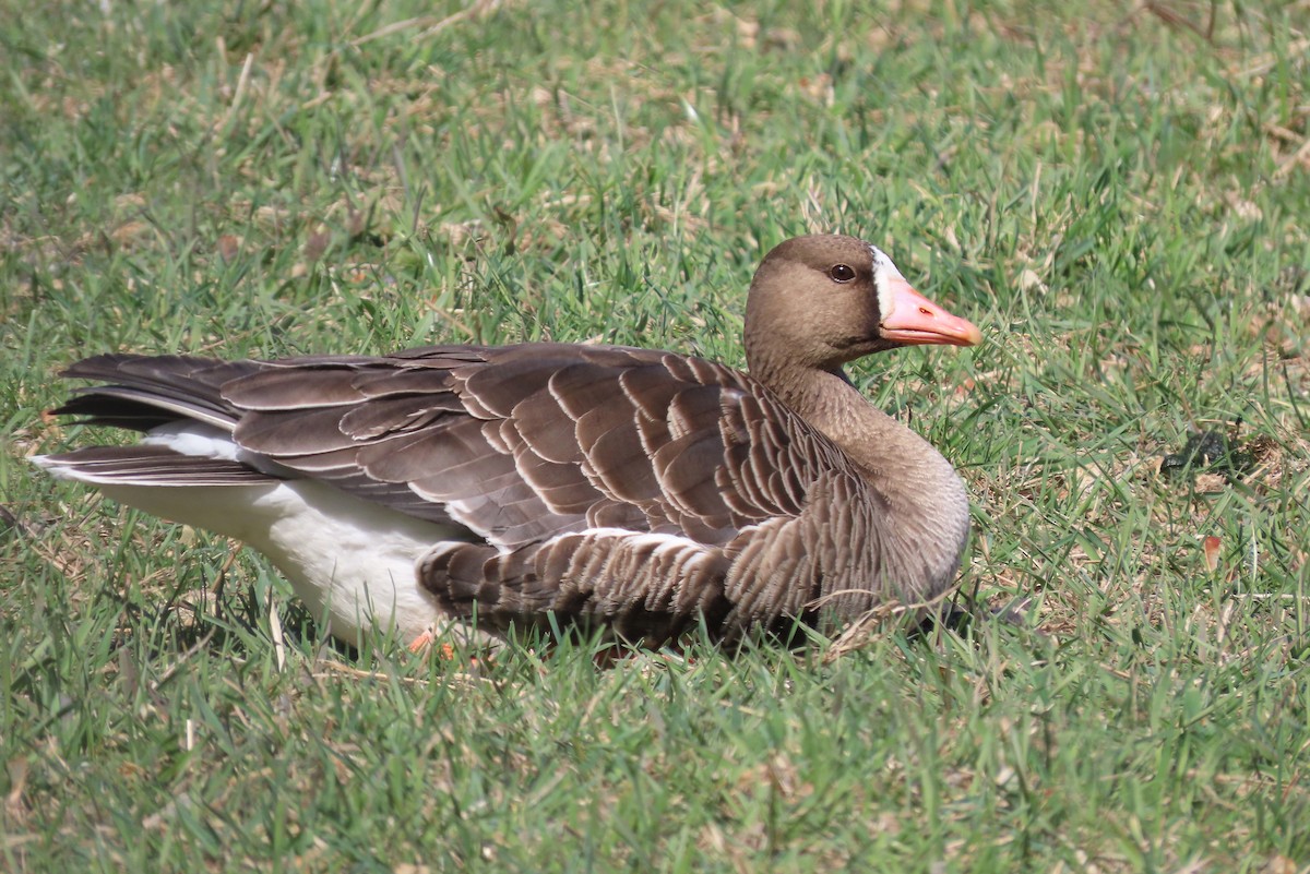 Greater White-fronted Goose - ML557895871