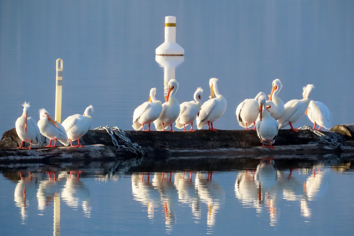 American White Pelican - ML557896461