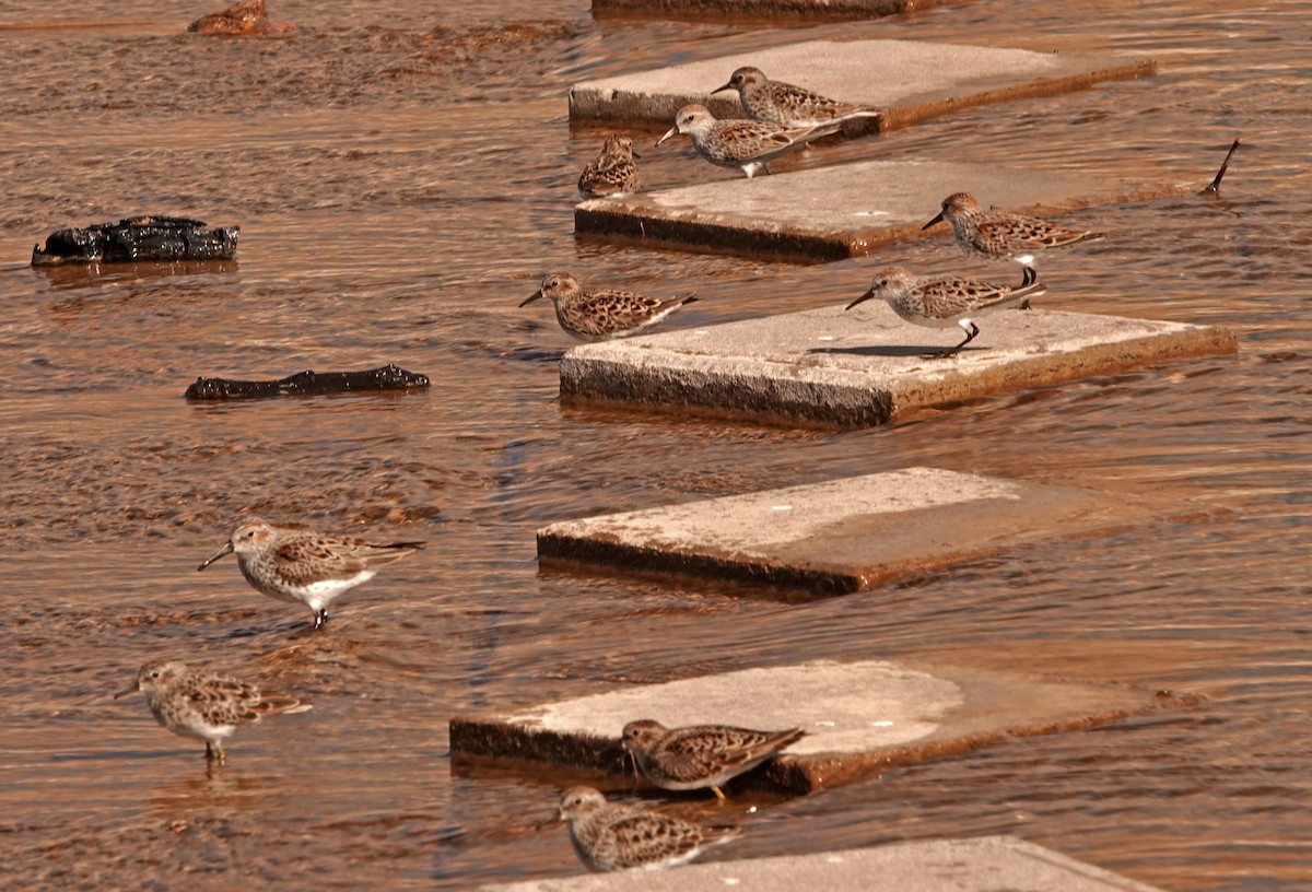 Western Sandpiper - ML557897921