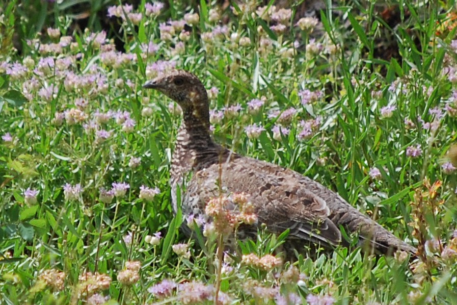 Dusky Grouse - ML557898031