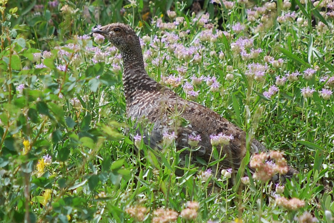 Dusky Grouse - ML557898041