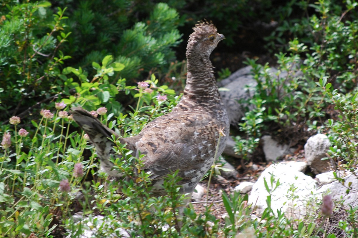 Dusky Grouse - ML557898051