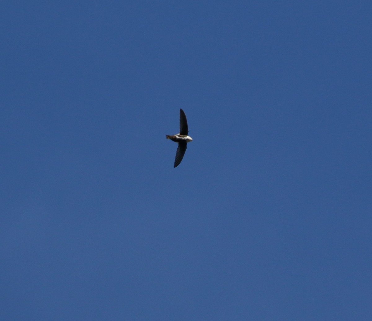 White-throated Swift - Jeffrey Jackson