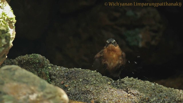 Malayan Black-capped Babbler - ML557899871