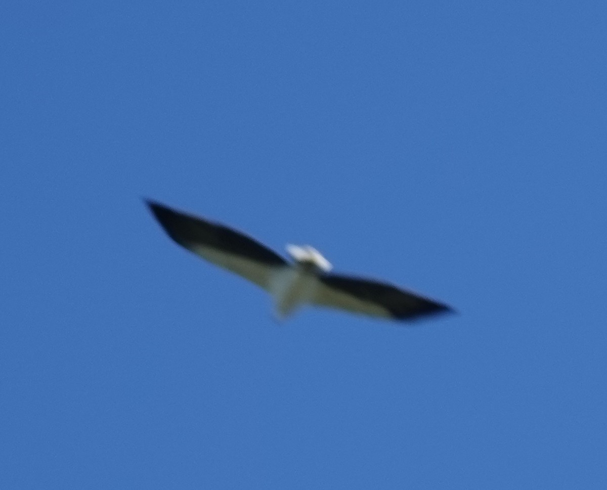 White-bellied Sea-Eagle - ML557901111