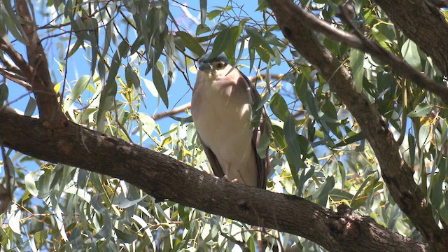 Nankeen Night Heron - ML557901771