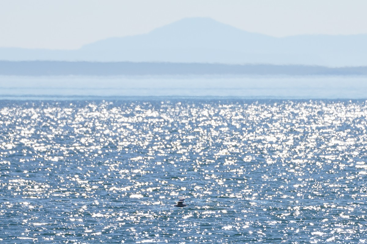 Glaucous Gull - ML557902961