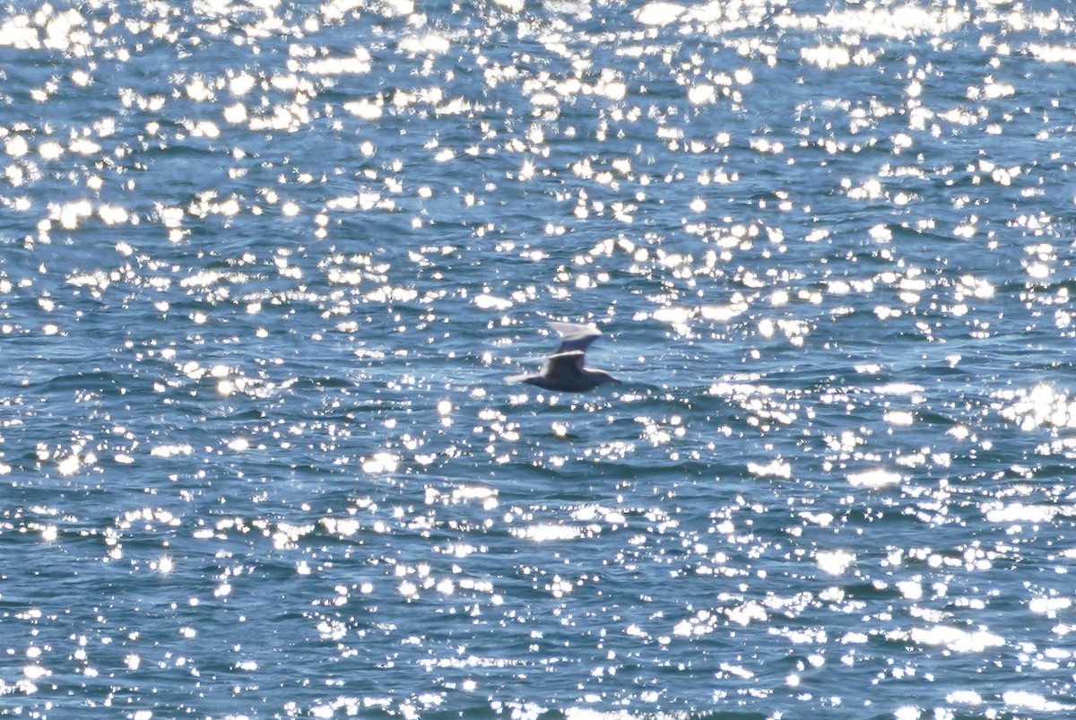 Glaucous Gull - ML557902971