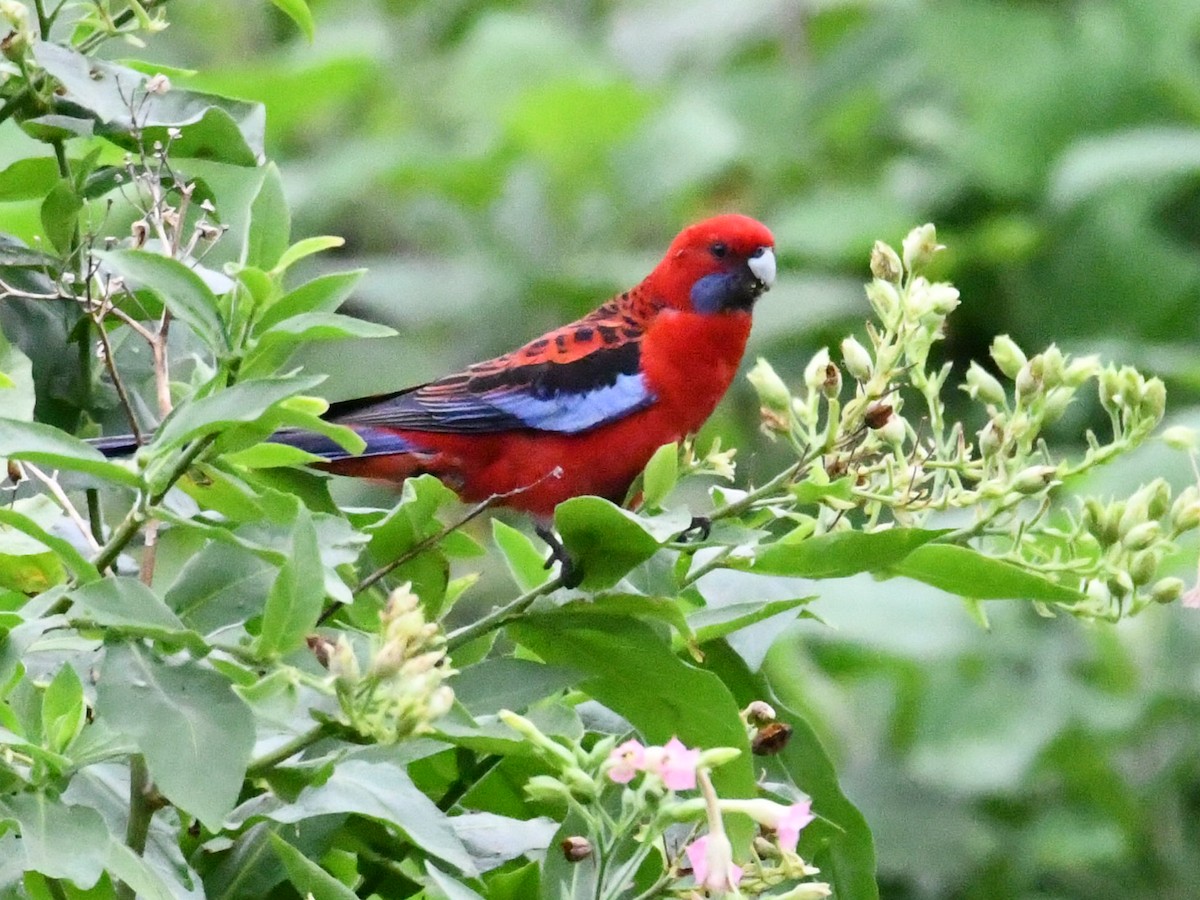 Crimson Rosella - ML557903411