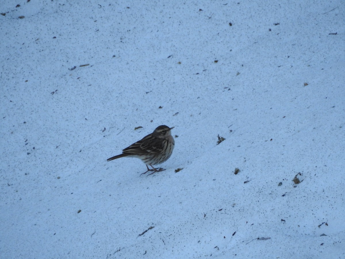 Rosy Pipit - ML557903501