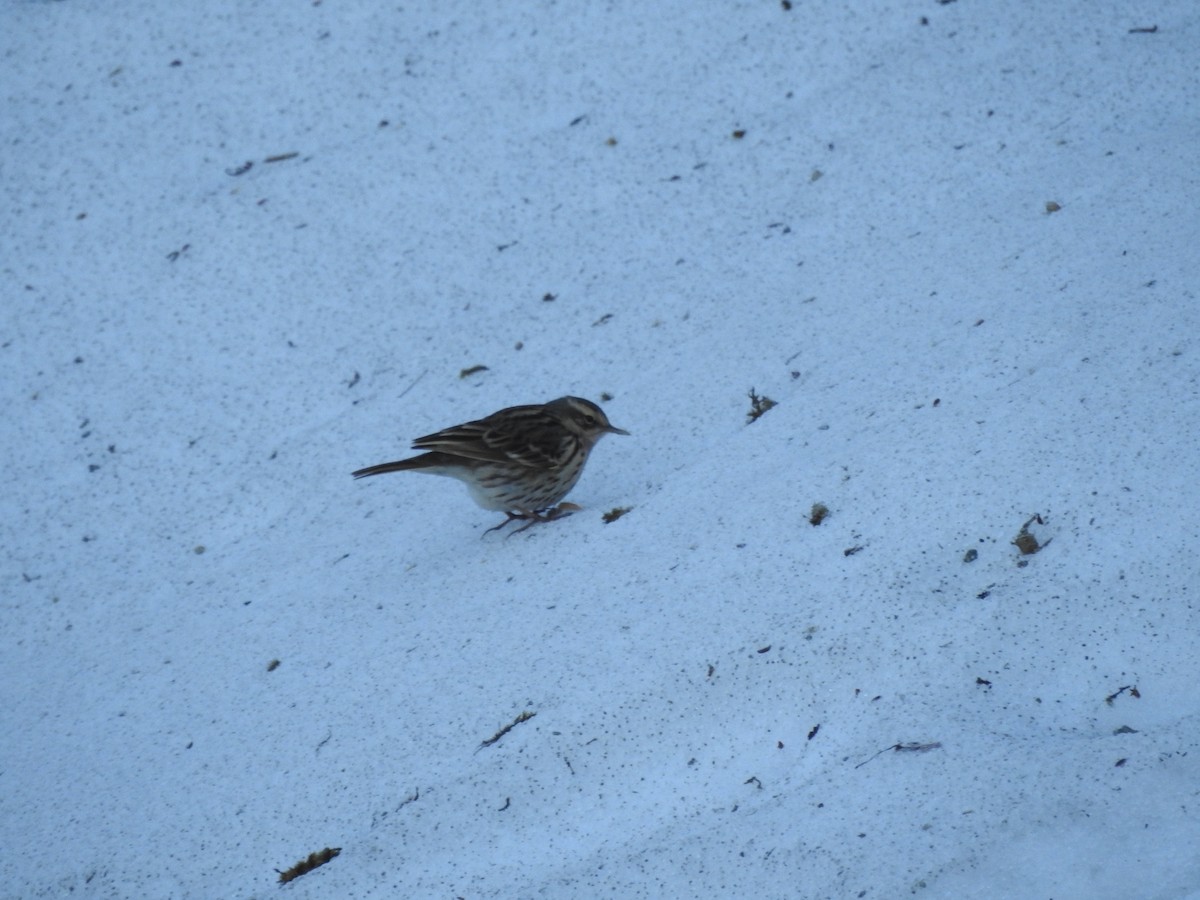 Rosy Pipit - ML557903541