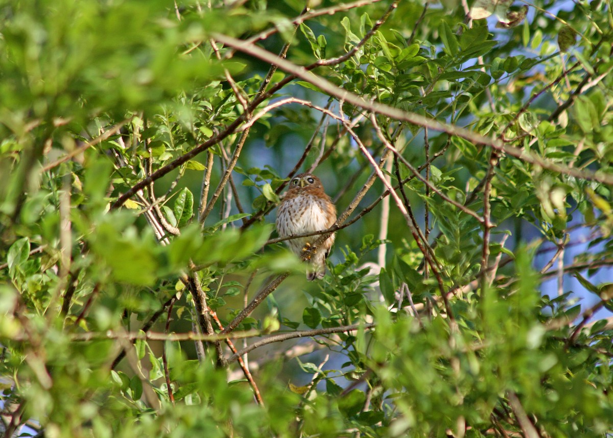 Cuban Pygmy-Owl - Noreen Baker
