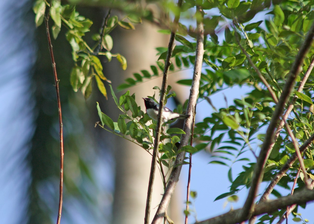 Black-throated Blue Warbler - Noreen Baker