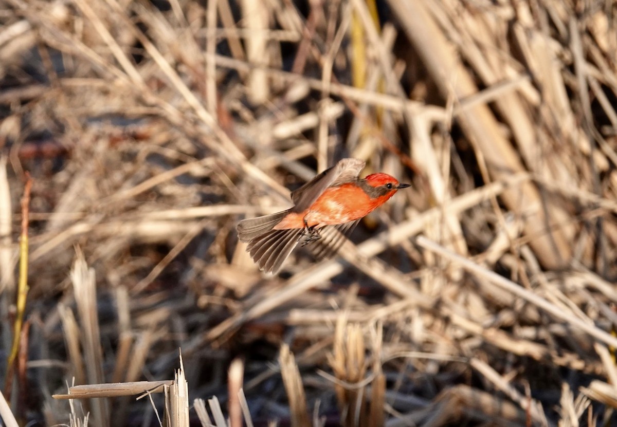 Vermilion Flycatcher - ML557903791