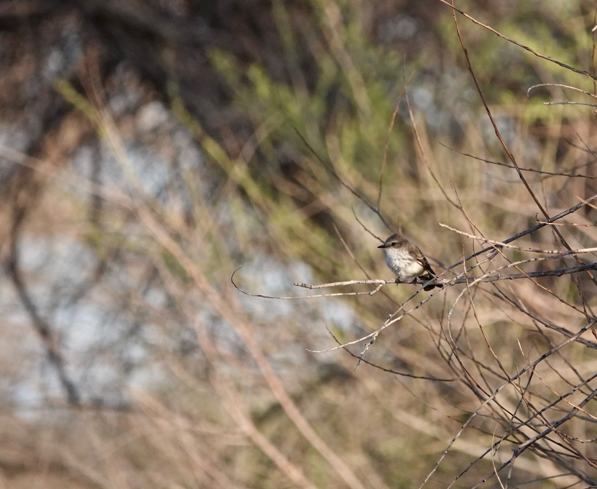 Vermilion Flycatcher - ML557903801