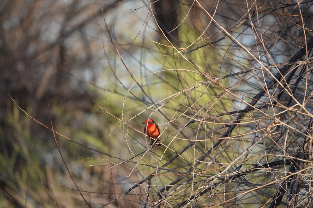 Vermilion Flycatcher - Dianne Annunziata