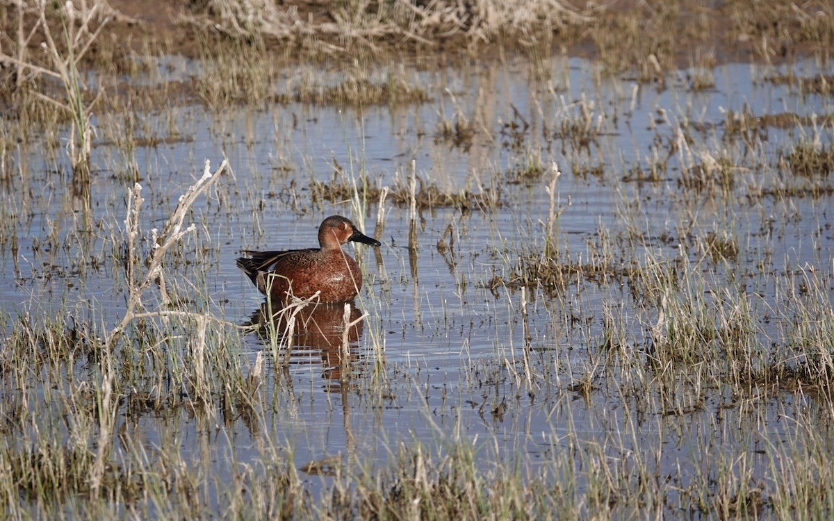 Cinnamon Teal - ML557904521