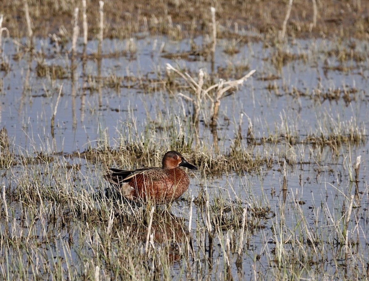 Cinnamon Teal - ML557904531