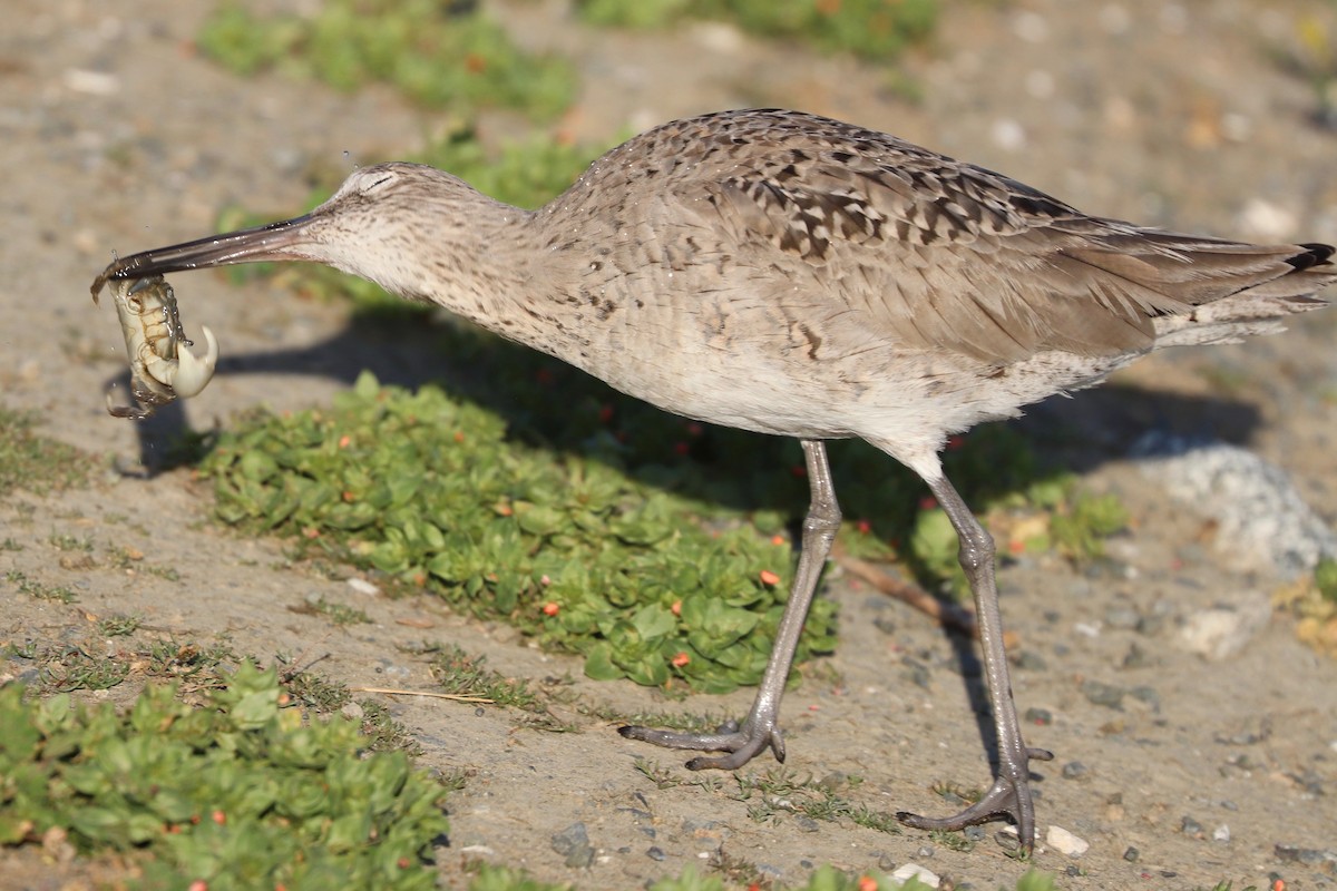 Willet - ML557905521