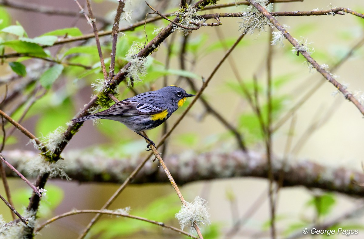 Yellow-rumped Warbler (Audubon's) - ML55790701