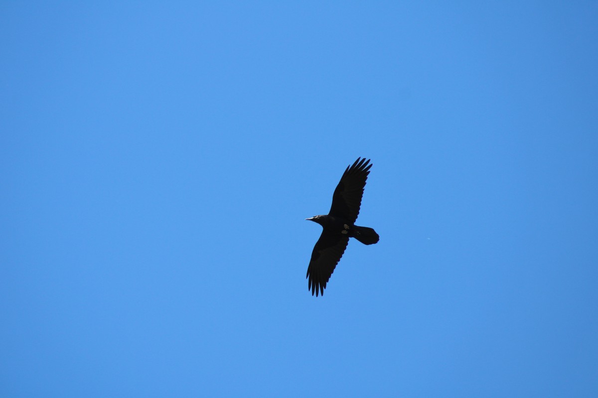 Corbeau à cou blanc - ML557907651